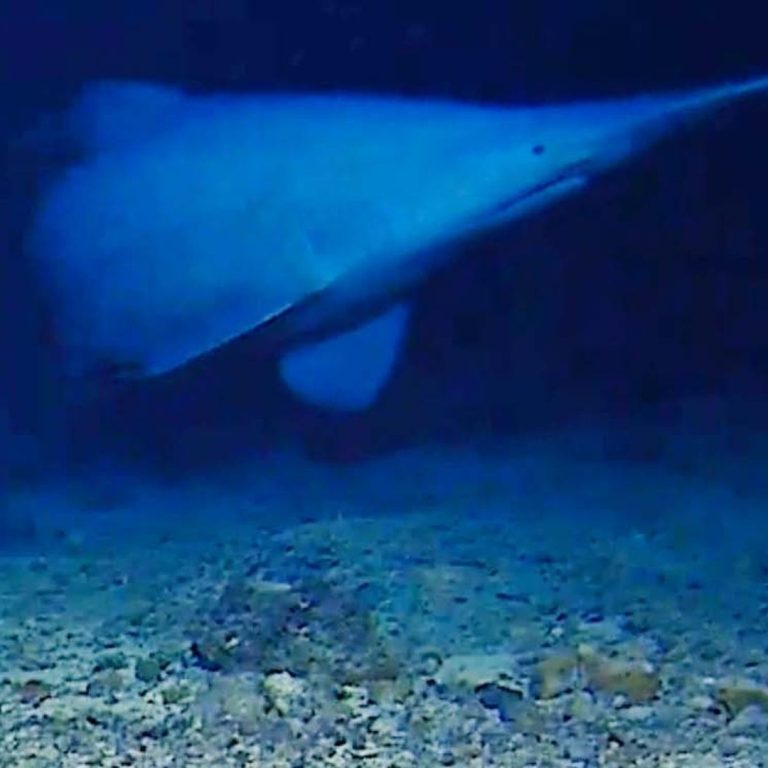 skynews-goblin-shark_7272226.jpg